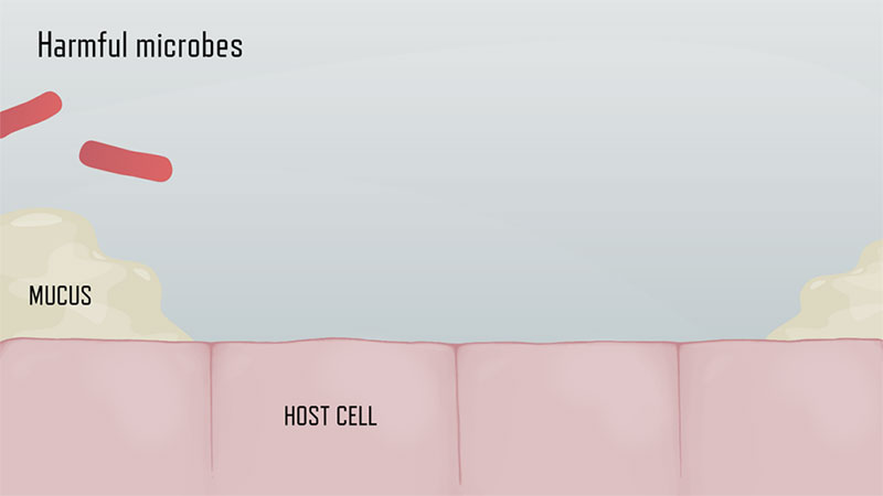 Phase 1 - Harmful microbes