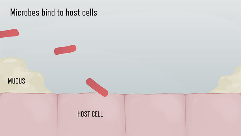 Phase 2 - Microbes bind to host cells